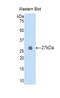 FBN2 antibody, LS-C300767, Lifespan Biosciences, Western Blot image 