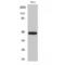 Caspase 9 antibody, LS-C381207, Lifespan Biosciences, Western Blot image 