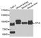 Suppression Of Tumorigenicity 14 antibody, A6135, ABclonal Technology, Western Blot image 