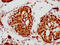 Lamin A/C antibody, CSB-RA013003A0HU, Cusabio, Immunohistochemistry paraffin image 