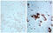 Influenza A H3N2 M1 antibody, 99-732, ProSci, Immunohistochemistry frozen image 