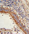 Major Vault Protein antibody, OAAB16556, Aviva Systems Biology, Immunohistochemistry frozen image 