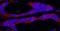 Ribosomal Protein S6 Kinase A1 antibody, A302-458A, Bethyl Labs, Immunofluorescence image 
