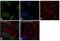 Histone Cluster 1 H2A Family Member M antibody, PA5-24822, Invitrogen Antibodies, Immunofluorescence image 