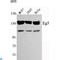 Kinesin-like protein KIF11 antibody, LS-C812953, Lifespan Biosciences, Western Blot image 