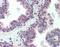 Cerebellin 1 Precursor antibody, GTX85892, GeneTex, Immunohistochemistry paraffin image 