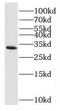 Exosome complex exonuclease RRP4 antibody, FNab02901, FineTest, Western Blot image 