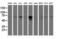 Amidophosphoribosyltransferase antibody, M05857-1, Boster Biological Technology, Western Blot image 