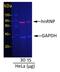 IgG-heavy and light chain antibody, A50-100D2, Bethyl Labs, Western Blot image 