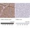 Synemin antibody, NBP2-37909, Novus Biologicals, Immunohistochemistry paraffin image 