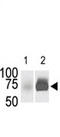 Sphingosine kinase 2 antibody, AP13925PU-N, Origene, Western Blot image 
