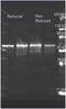 Choline oxidase antibody, orb344283, Biorbyt, Western Blot image 
