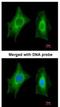 Putative phosphoserine phosphatase-like protein antibody, NBP1-32723, Novus Biologicals, Immunocytochemistry image 