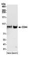 Hyaluronate receptor antibody, A303-872A, Bethyl Labs, Western Blot image 