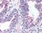 Exocyst complex component 2 antibody, orb86499, Biorbyt, Immunohistochemistry paraffin image 