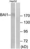 Adhesion G Protein-Coupled Receptor B1 antibody, TA313161, Origene, Western Blot image 