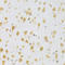 Hdm2 antibody, LS-C330926, Lifespan Biosciences, Immunohistochemistry frozen image 