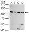 DNA replication licensing factor MCM6 antibody, PA5-78056, Invitrogen Antibodies, Western Blot image 