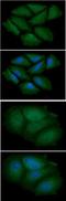 Cellular nucleic acid-binding protein antibody, NBP2-42632, Novus Biologicals, Immunofluorescence image 