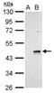 Wnt Family Member 9A antibody, PA5-78230, Invitrogen Antibodies, Western Blot image 