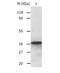 Annexin A2 antibody, TA321253, Origene, Western Blot image 