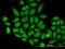 Mitochondrial import receptor subunit TOM22 homolog antibody, LS-B7223, Lifespan Biosciences, Immunofluorescence image 