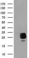 Caseinolytic Mitochondrial Matrix Peptidase Proteolytic Subunit antibody, TA502061, Origene, Western Blot image 