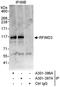 E3 ubiquitin-protein ligase RFWD3 antibody, A301-397A, Bethyl Labs, Immunoprecipitation image 