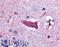 Cholinergic Receptor Muscarinic 3 antibody, LS-A1422, Lifespan Biosciences, Immunohistochemistry frozen image 