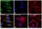 Rabbit IgG antibody, A-11034, Invitrogen Antibodies, Immunofluorescence image 