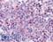 Cyclin-L1 antibody, LS-B79, Lifespan Biosciences, Immunohistochemistry paraffin image 
