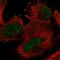 E3 ubiquitin-protein ligase ARIH2 antibody, HPA069715, Atlas Antibodies, Immunofluorescence image 
