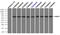 Nuclear Receptor Binding Protein 1 antibody, TA500449, Origene, Immunoprecipitation image 