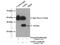 NSF Attachment Protein Gamma antibody, 15604-1-AP, Proteintech Group, Immunoprecipitation image 