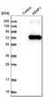 Kelch Like ECH Associated Protein 1 antibody, HPA005558, Atlas Antibodies, Western Blot image 