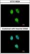 Peptidyl-prolyl cis-trans isomerase H antibody, GTX118224, GeneTex, Immunofluorescence image 