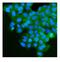 Insulin Like Growth Factor 2 Receptor antibody, M00951-1, Boster Biological Technology, Immunofluorescence image 