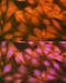 Heparin-binding growth factor 1 antibody, GTX02554, GeneTex, Immunocytochemistry image 