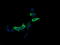 Mitogen-Activated Protein Kinase Kinase 2 antibody, LS-C174504, Lifespan Biosciences, Immunofluorescence image 
