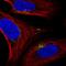 Spermatogenesis Associated 25 antibody, HPA041386, Atlas Antibodies, Immunocytochemistry image 