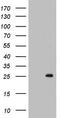 Chaperonin 10 antibody, TA803079, Origene, Western Blot image 
