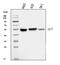 Angiotensinogen antibody, A02103-3, Boster Biological Technology, Western Blot image 