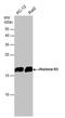 Histone H3 antibody, PA5-31954, Invitrogen Antibodies, Western Blot image 