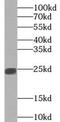 Proline-rich protein 4 antibody, FNab06829, FineTest, Western Blot image 