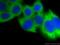 Annexin A5 antibody, 11060-1-AP, Proteintech Group, Immunofluorescence image 