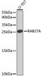 Ras-related protein Rab-27A antibody, GTX55770, GeneTex, Western Blot image 