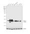 Claudin 3 antibody, PA1-37469, Invitrogen Antibodies, Western Blot image 