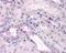 CCAAT Enhancer Binding Protein Beta antibody, 48-839, ProSci, Immunohistochemistry frozen image 
