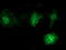 V-Set And Immunoglobulin Domain Containing 2 antibody, TA502125, Origene, Immunofluorescence image 