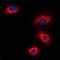 Vasodilator Stimulated Phosphoprotein antibody, orb214721, Biorbyt, Immunofluorescence image 